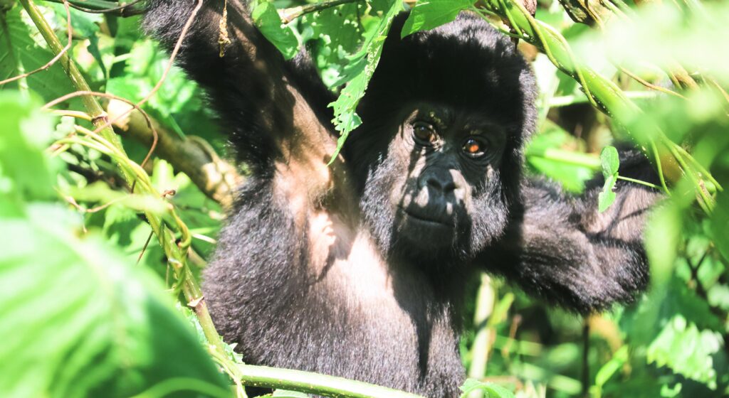 Mountain Gorilla in Buhoma