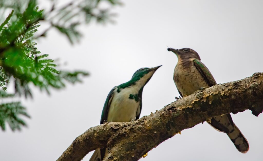 Klaas Cuckoo