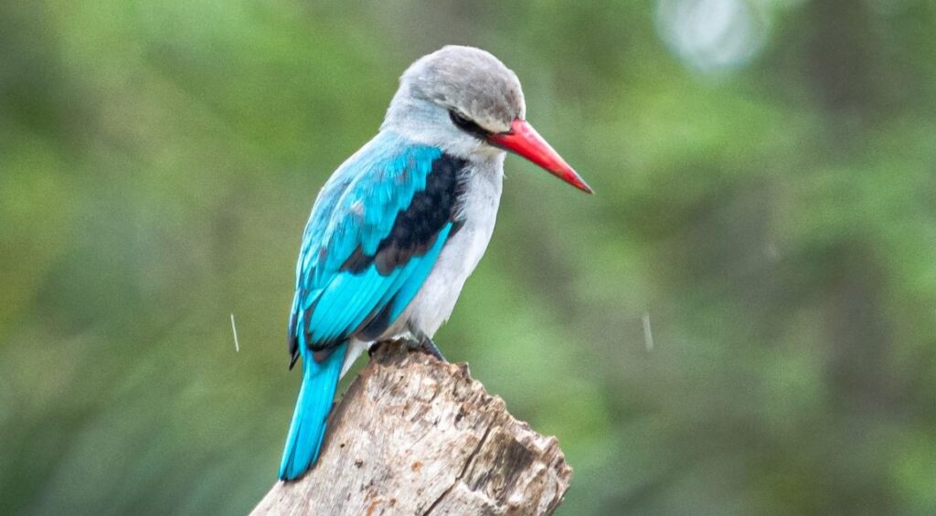 Woodland Kingfisher, ATW Holidays Africa