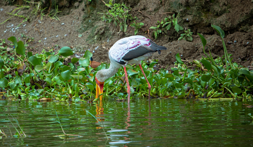 Yellow Billed Stork in Queen Elizabeth National Park