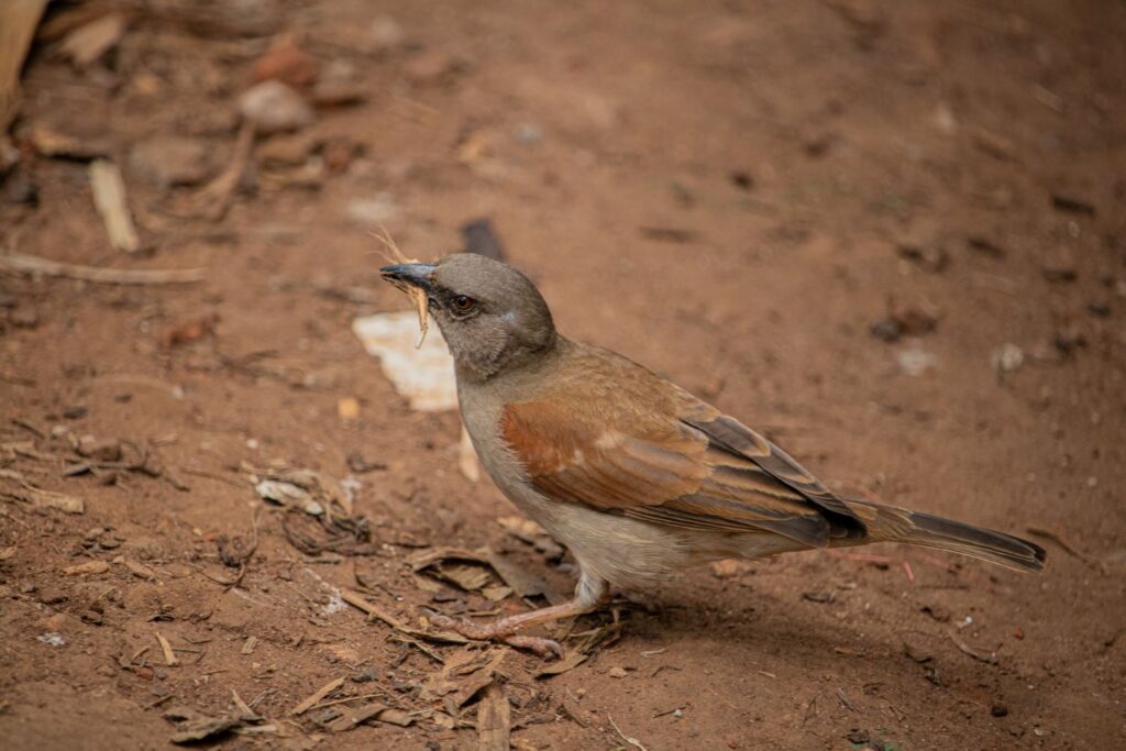 Northern Grey-Headed Sparrow