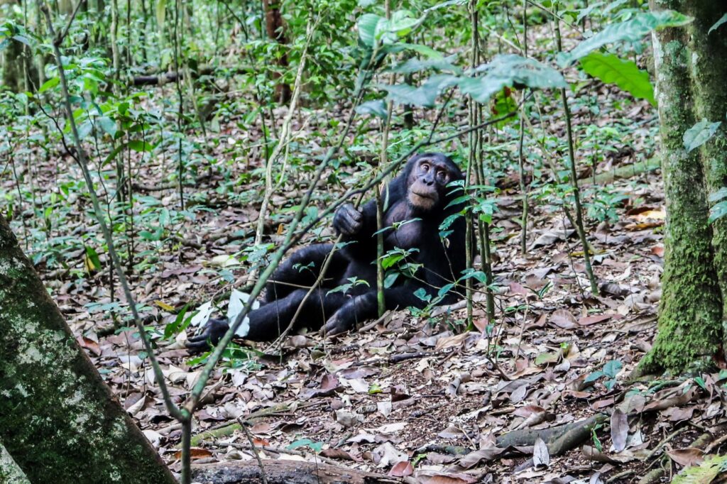 Chimpanzee tracking in Kibale Forest