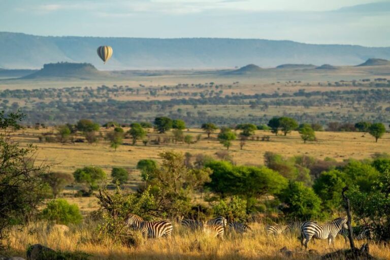 orth Sereneti balloon and zebra 1