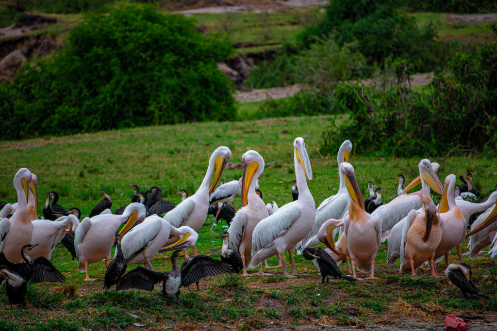 Pelicans Along Kazinga Channel