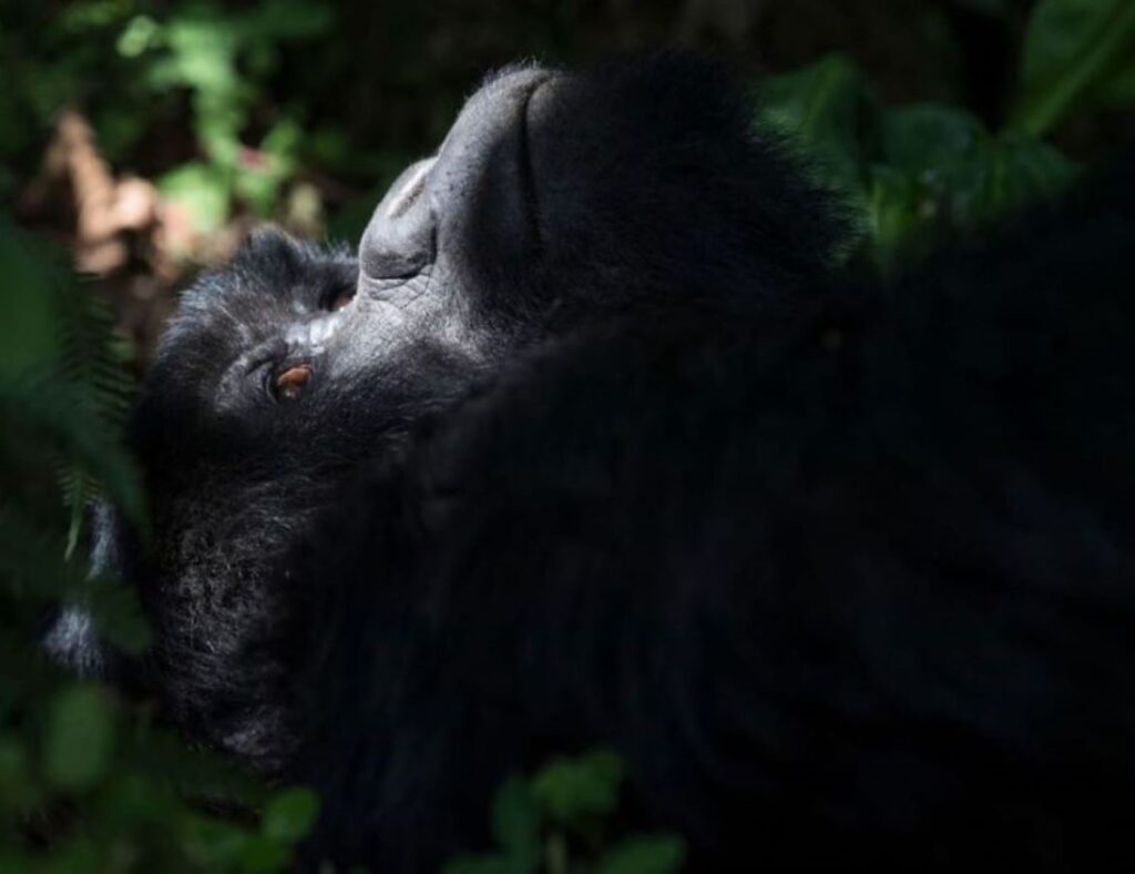 Gorilla tracking safaris in Uganda