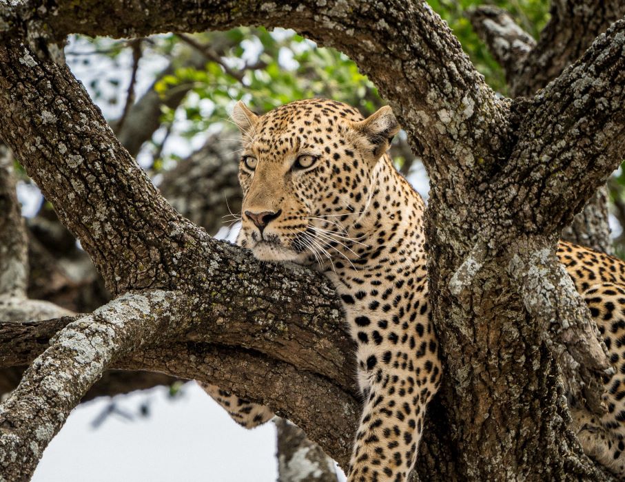 Leopard in Serengeti National Park